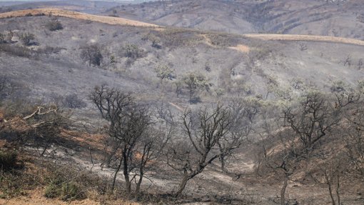 Área ardida diminuiu mais de metade até 30 de junho