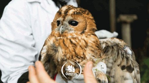 Covid-19: Centros da Quercus receberam 437 animais feridos durante o confinamento