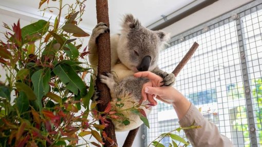 Vacina para tratar coalas na Austrália pode ser chave para curar clamídia em humanos