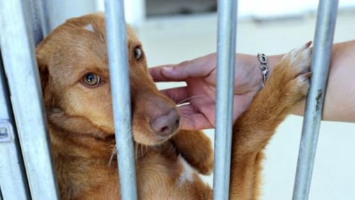 Texto único do grupo parlamentar do PS para defesa dos animais teve amplo consenso