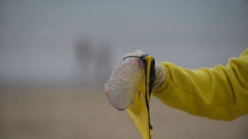 Banhos interditados na Foz do Arelho após darem à costa organismos gelatinosos