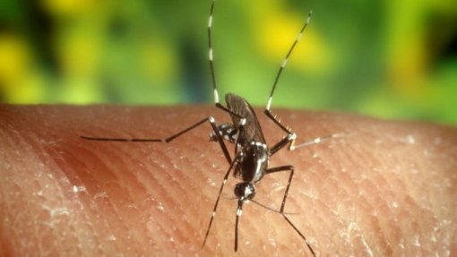 Maior urbanização poderá aumentar número de mosquitos que preferem picar pessoas - estudo