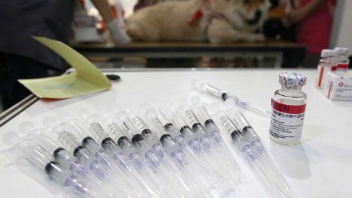 Câmara de Setúbal retoma este mês campanha de vacinação antirrábica
