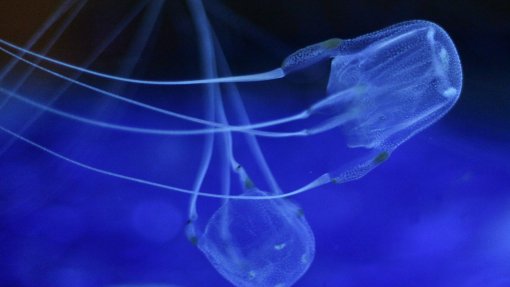 Autoridade Marítima alerta que contacto com medusas pode provocar alergia