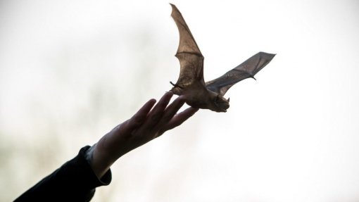 Parque moçambicano da Gorongosa descobre nova espécie de morcego