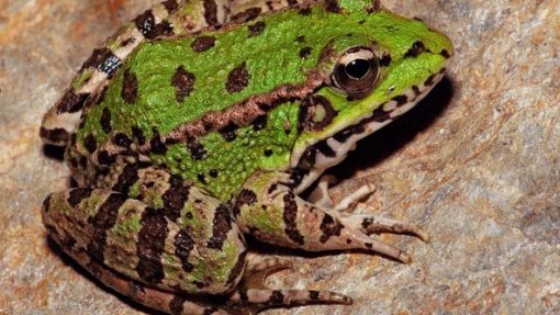 Covid-19: Identificadas substâncias em rã-verde ibérica com potencial utilização em antiviral