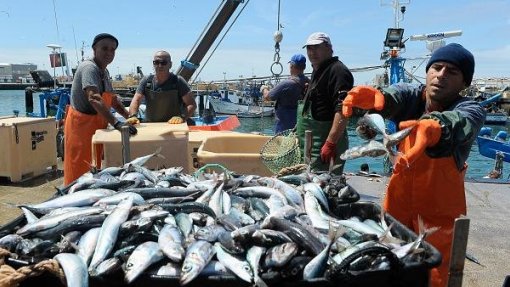 Covid-19: Pesca e aquicultura já pediram mais de 18 ME em créditos