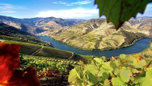 Covid-19: Douro está a contratar 4 ME do pacote de medidas para os vinhos - ministra