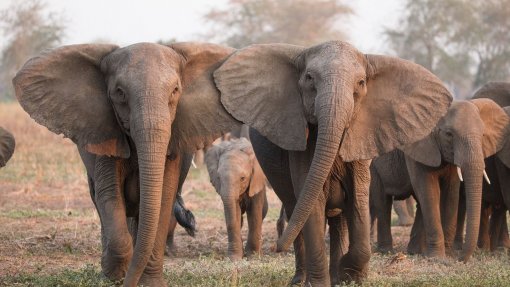 Sobe para 22 o número de elefantes mortos no Zimbabué com infeção