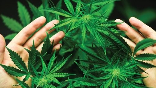 Aljustrel tem a maior plantação de canábis medicinal da Europa