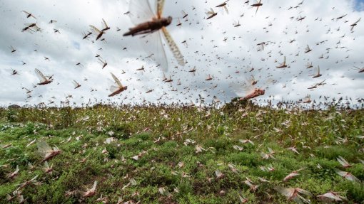 Praga de gafanhotos na África Austral precisa de uma resposta urgente - FAO