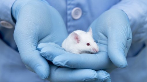 Covid-19: Biotecnológica com sede em Cantanhede inicia testes de vacina em ratinhos
