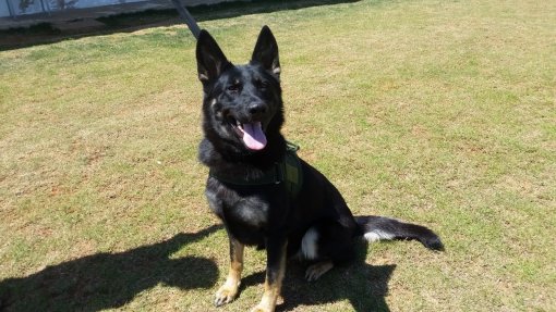 Covid-19: Namíbia será o primeiro país africano a utilizar cães na deteção da doença