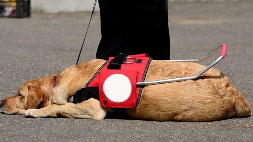 Cães de assistência ajudaram no Porto internados em unidade de psiquiatria forense