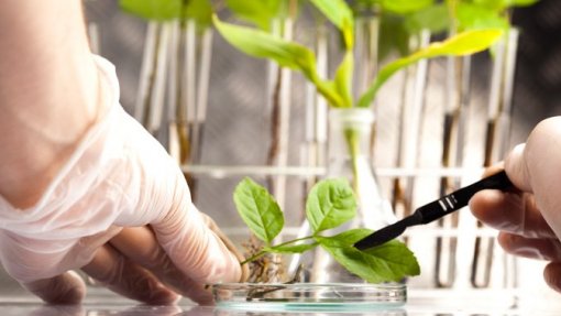 Covid-19: Instituto de Saúde moçambicano investiga cura através de plantas