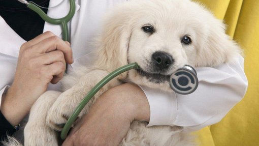 OE2021: Veterinários dos municípios registam com agrado criação do provedor do animal