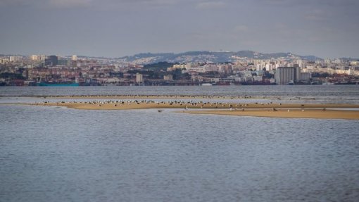 Associação ambientalista Quercus é agora contra aeroporto no Montijo