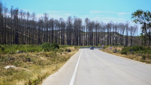 Grupo de cidadãos pede explicações ao Governo sobre abandono do Pinhal de Leiria