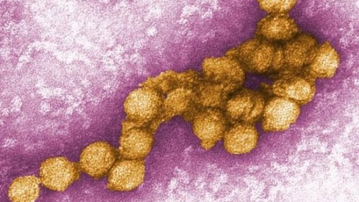 Detetada primeira infeção local com o vírus do Nilo Ocidental nos Países Baixos