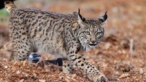 Taxa de nascimentos de linces no Vale do Guadiana é a mais alta da Pensínsula Ibérica