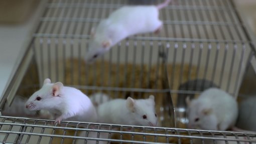 Vacina para tratar e prevenir cancro com resultados prometedores em ratinhos