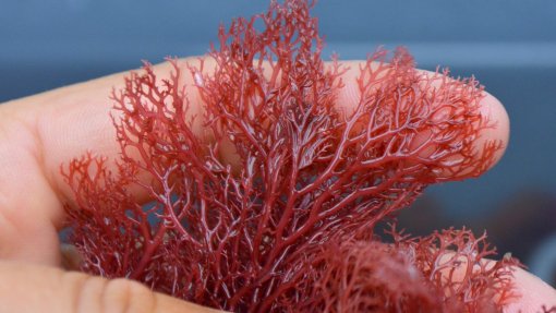 Compostos de alga vermelha da costa de Peniche eficazes no tratamento do cancro - estudo