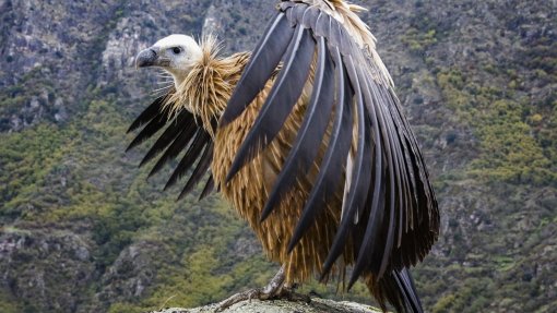 Exemplar “raro” de abutre preto devolvido à liberdade no Douro Internacional
