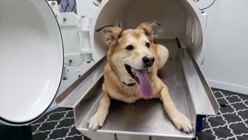 Câmara hiperbárica para cães e gatos salvou centenas de animais num ano