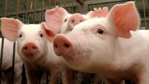 Porcos têm que ser registados em dezembro - DGAV