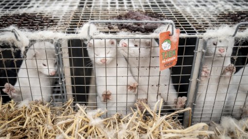 Covid-19: Cientistas apontam baixo risco à mutação do vírus em visons na Dinamarca