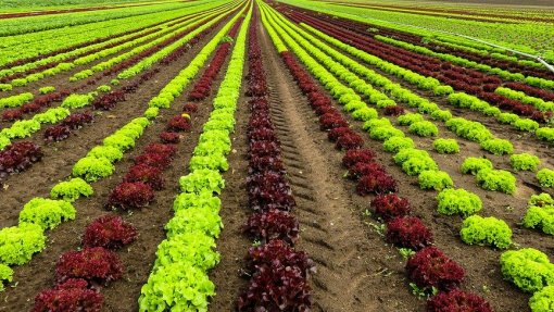 Covid-19: Surto na agricultura atinge 153 trabalhadores em Torres Vedras, 93 recuperaram