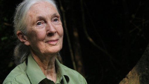 Covid-19: &quot;Não temos opção&quot; pós-pandemia &quot;a não ser enfrentar as alterações climáticas&quot; - Jane Goodall
