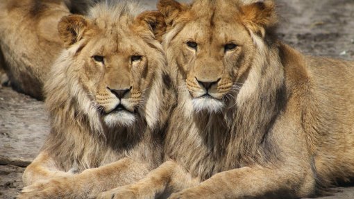 Covid-19: Quatro leões do zoo de Barcelona estão curados depois de contraírem doença