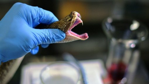 Investigadores do Porto desenvolvem antídotos para venenos de serpentes