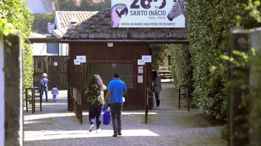 Zoo de Santo Inácio em Gaia ajuda animais a ultrapassar ausência de visitantes