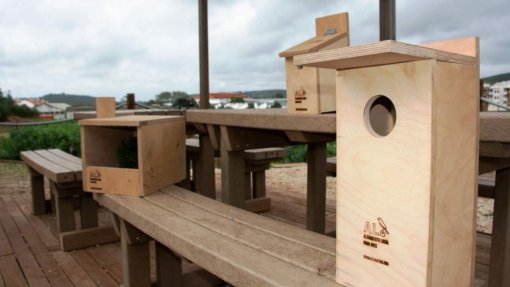 Projeto de alojamento para aves quer colocar 2.000 abrigos em dois anos no Algarve