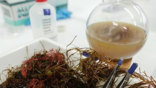 Algas marinhas podem reduzir até 82% as emissões de metano do gado bovino - estudo