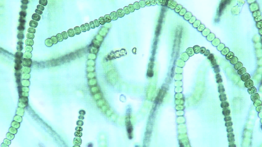 Novo método acelera descoberta de produtos naturais provenientes de cianobactérias
