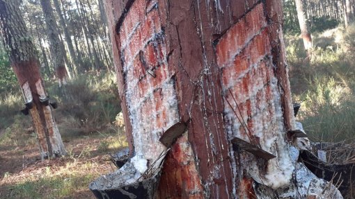 BE contra recolha intensiva de resina e lixo plástico em pinhais de Ovar