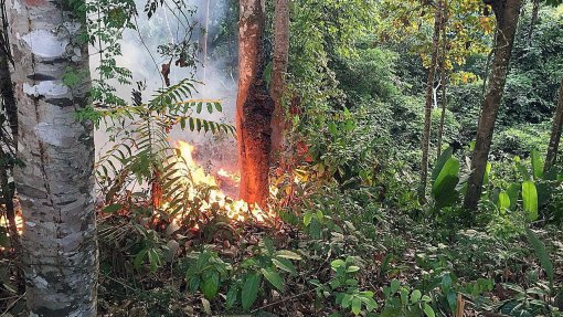 Destruição de florestas tropicais aumentou em 2020 - ONG
