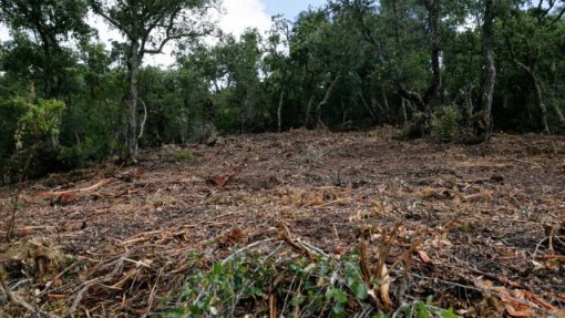 Incêndios: PAN quer ouvir MAI na AR sobre limpeza de terrenos e prevenção de fogos