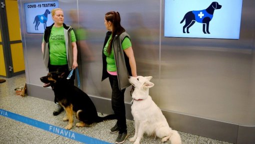 Covid-19: Madeira vai experimentar cães na deteção de pessoas infetadas no aeroporto