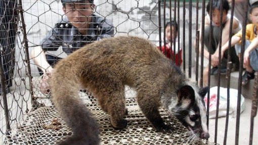 Covid-19: OMS pede suspensão mundial da venda de mamíferos vivos em mercados