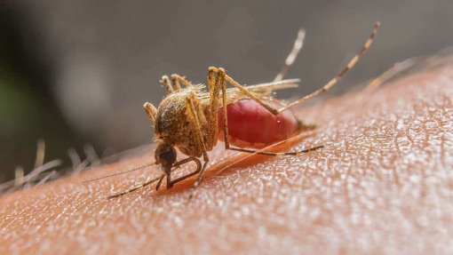 Cientistas alteraram genes de um mosquito para disseminar genes antimaláricos