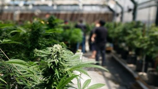 Publicada regulamentação para cultivo, fabrico e comércio de medicamentos e substâncias com canábis