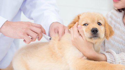 Indústria de medicamentos veterinários alerta para importância de vacinar animais
