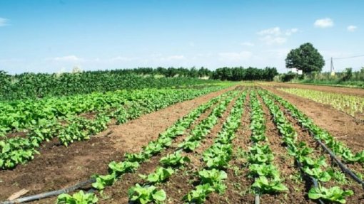Covid-19: Maioria dos casos em Aljezur com ligação ao setor agrícola - autarca