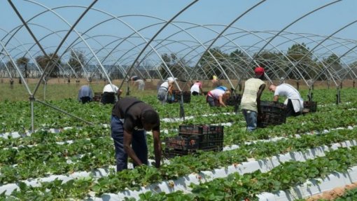 Covid-19: Relatório alerta para chegada de mais imigrantes ao Alentejo nos próximos meses