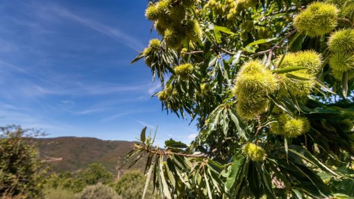 Luta biológica contra a vespa que ameaça os castanheiros abrange 89 municípios