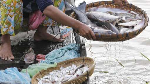 Farinha e óleo de peixe destinados à Europa e China privam populações africanas de alimentos essenciais - relatório